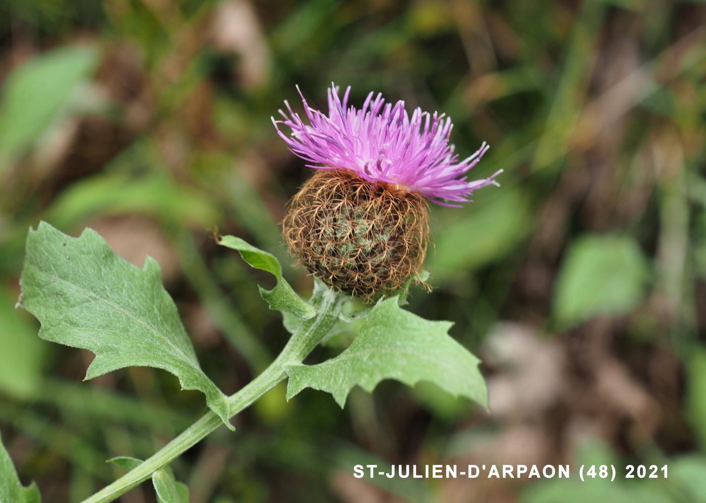 Knapweed, Plume flower